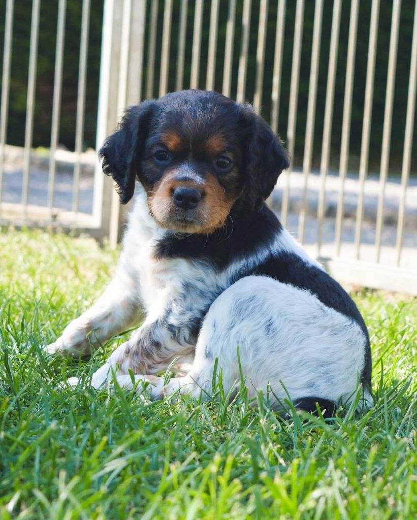 Des Terres De Sainte Helene - Chiots disponibles - Epagneul Breton