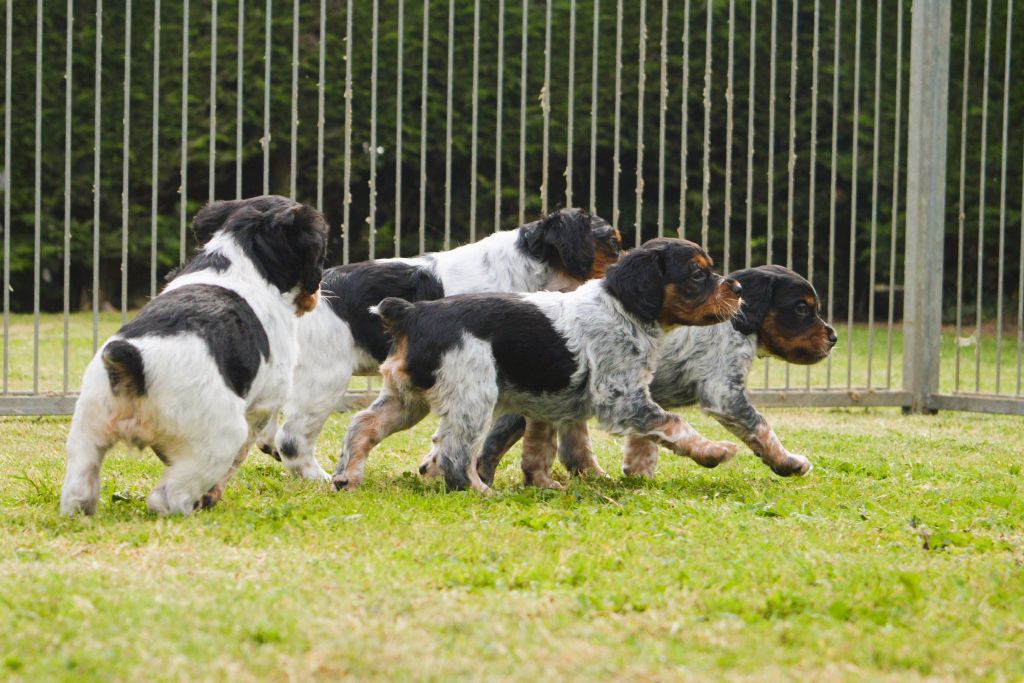 Chiot Epagneul Breton Des Terres De Sainte Helene