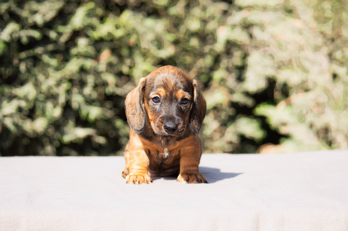 Des Terres De Sainte Helene - Chiots disponibles - Teckel poil dur