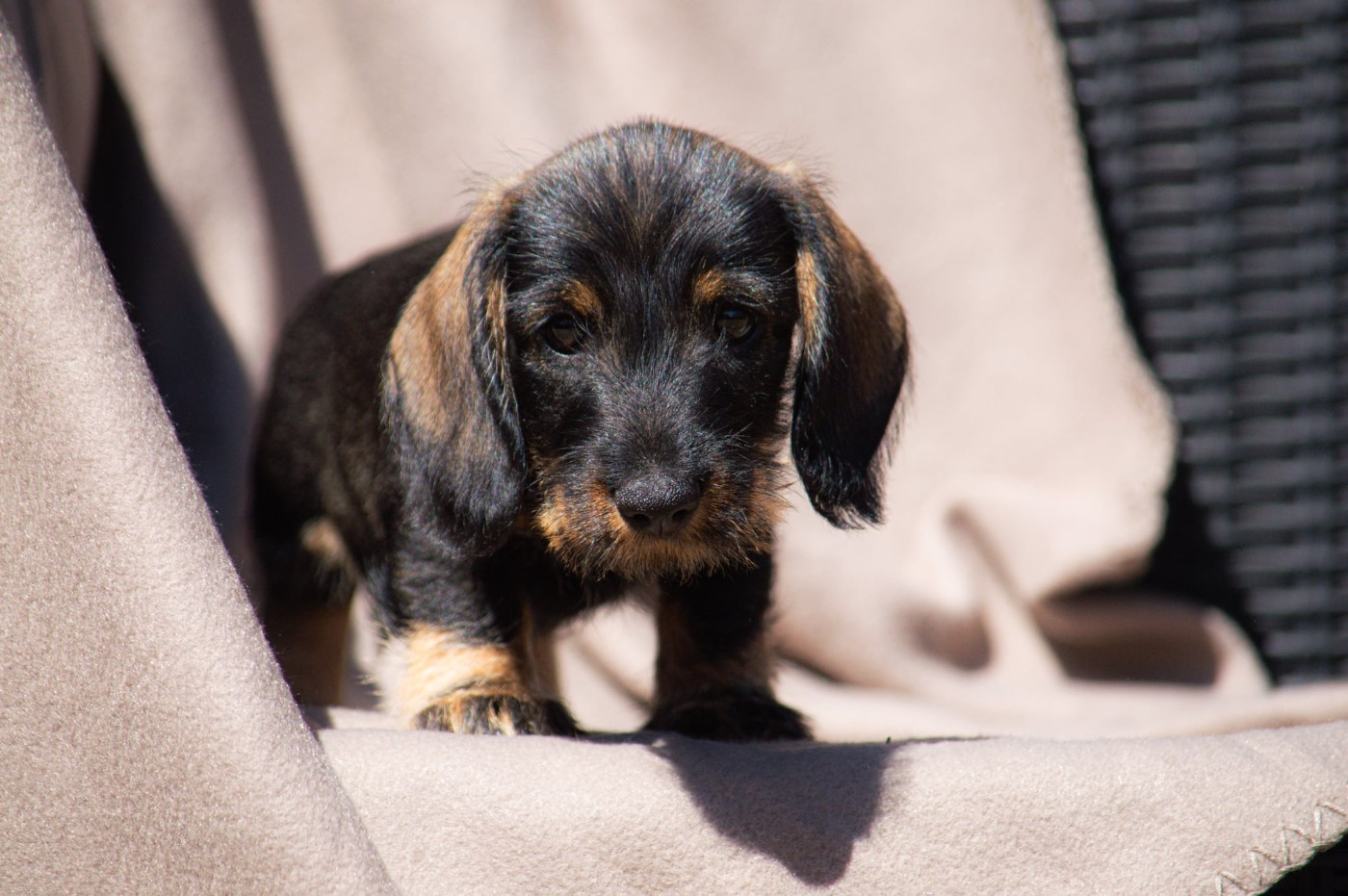 Des Terres De Sainte Helene - Chiots disponibles - Teckel poil dur