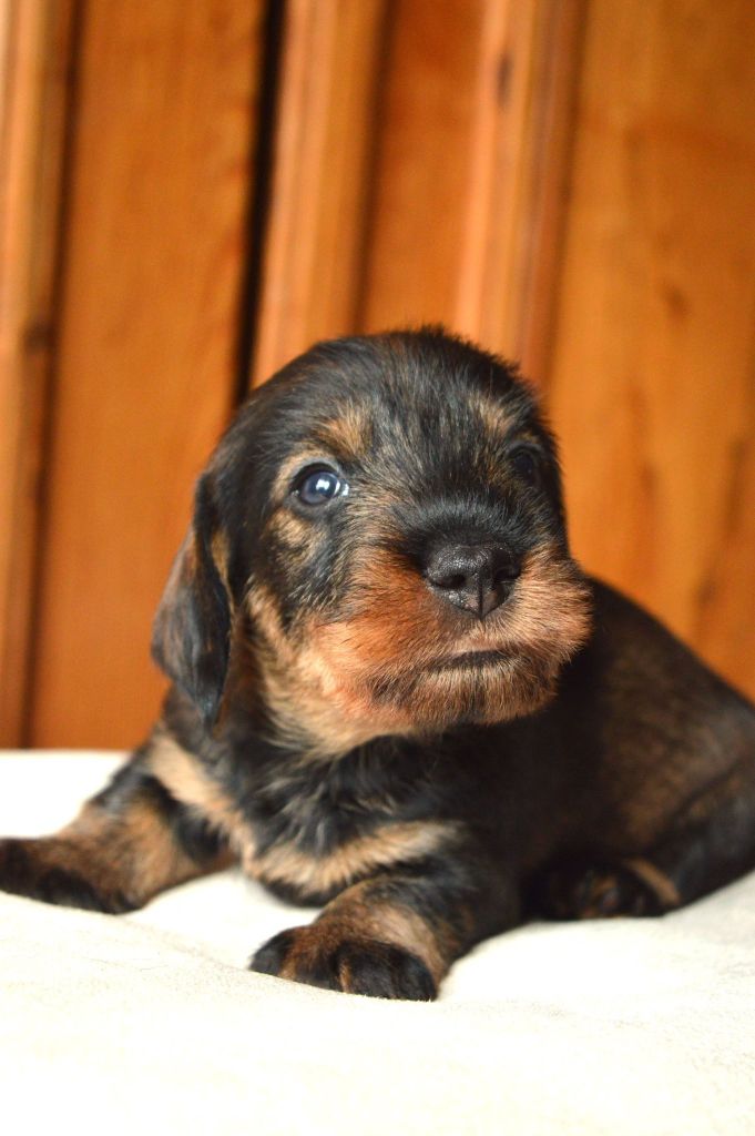 Des Terres De Sainte Helene - Teckel poil dur - Portée née le 14/06/2025